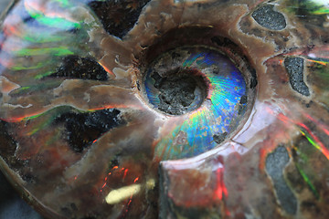 Image showing ammonites fossil background