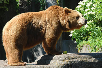 Image showing Bear eating an apple