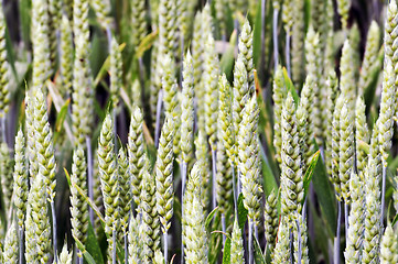 Image showing Corn ears