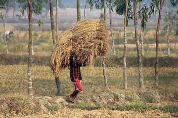 Image showing Farmer carries rice from the farm home in Baidyapur, West Bengal, India