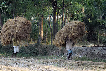 Image showing Farmer carries rice from the farm home in Baidyapur, West Bengal, India