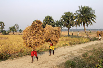 Image showing Farmer carries rice from the farm home in Baidyapur, West Bengal, India