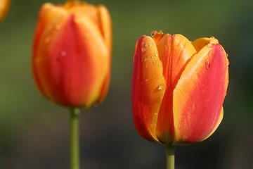 Image showing Tulips in full bloom