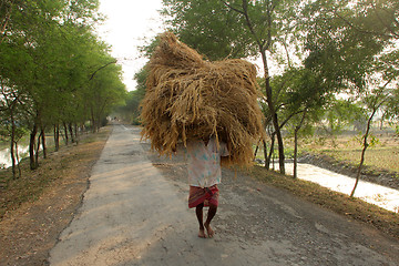 Image showing  Farmer carries rice from the farm home in Baidyapur, West Bengal, India