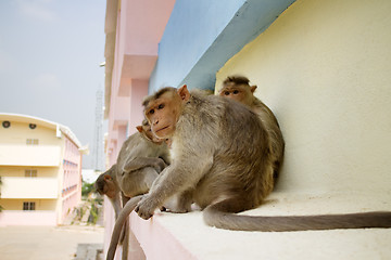 Image showing Monkey on ledge of multistory building 1. Problem of cohabitatio