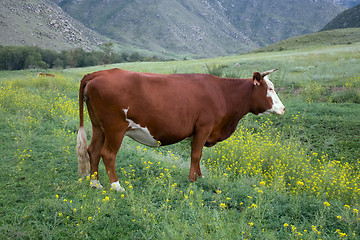 Image showing Cattle-breeding. Young cow on mountain meadows