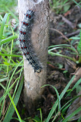 Image showing Lymantria dispar caterpillars move in forest.