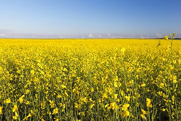 Image showing yellow flower rape