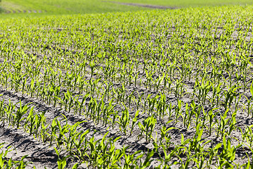 Image showing agricultural field with corn