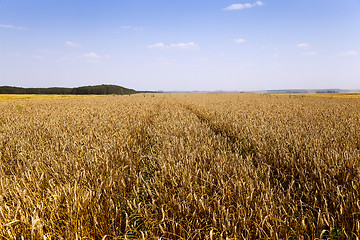 Image showing agricultural field of cereals