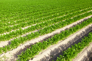 Image showing Field with carrot