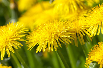 Image showing yellow dandelions in spring