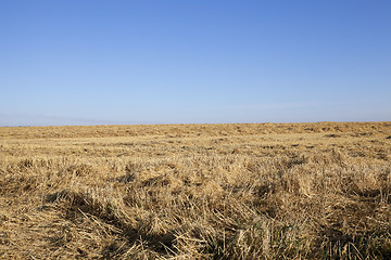 Image showing ripe yellow cereals