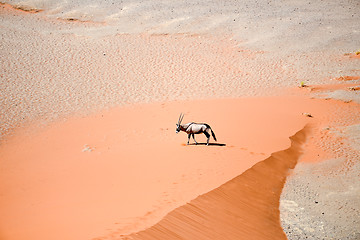 Image showing oryx on sand