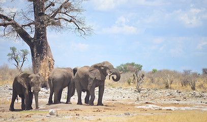 Image showing elephants in Africa