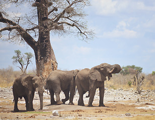 Image showing elephants in Africa