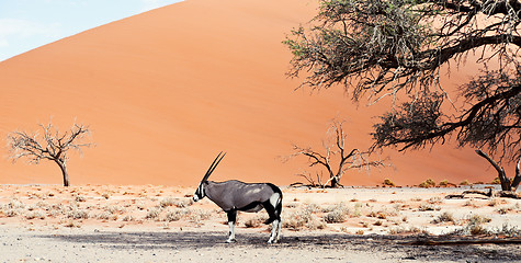 Image showing oryx in desert