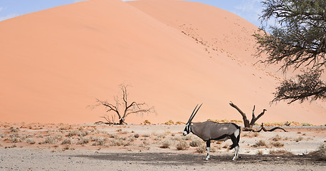 Image showing oryx in Africa