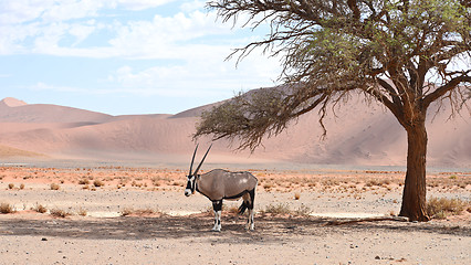 Image showing oryx on sand
