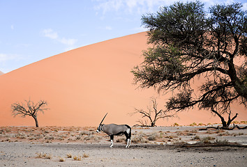 Image showing oryx in Namibia