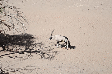 Image showing oryx in Namibia