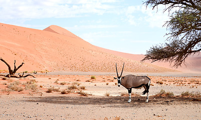 Image showing oryx in Africa