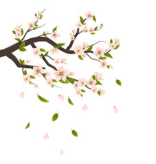 Image showing Cherry Blossom, Branch of Tree with Flying Petals Isolated on Wh