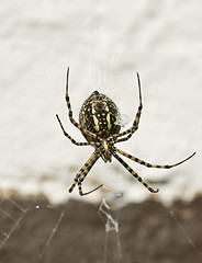 Image showing Garden Spider Yellow and Black