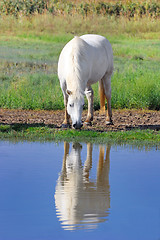 Image showing White horse