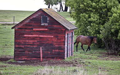 Image showing Horse in Sasklatchewan