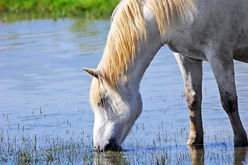 Image showing White horse