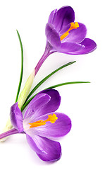 Image showing Blue crocus