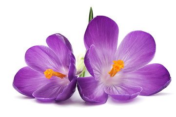 Image showing Blue crocus