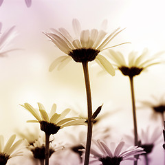 Image showing Daisies