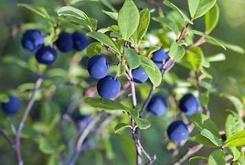 Image showing Blueberry bush, close-up