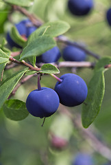 Image showing Blueberry bush, close-up