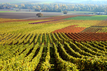 Image showing Vineyard. The Rhine Valley, Germany