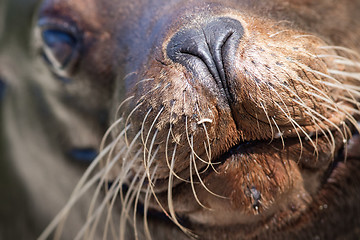 Image showing Sea lion closeup