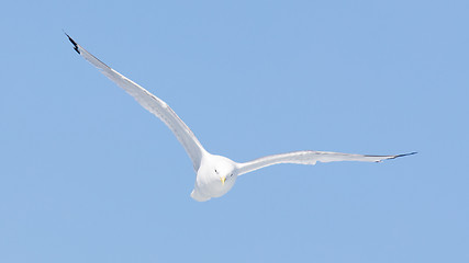 Image showing Black-legged kittiwake flying