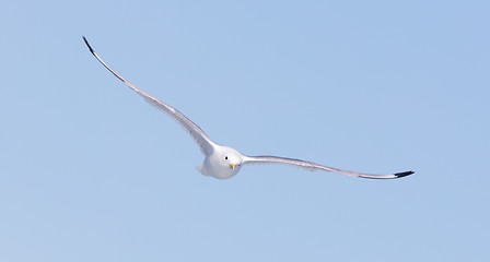 Image showing Black-legged kittiwake flying