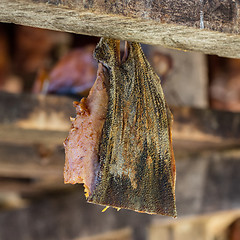 Image showing Iceland\'s fermented shark