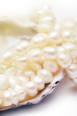 Image showing Pearls necklace in oyster shell