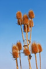 Image showing Dry thistle against blue sky