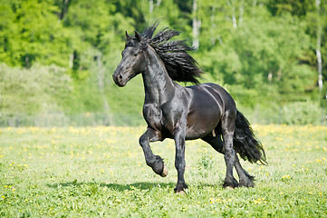 Image showing Black Friesian horse runs gallop in summer time