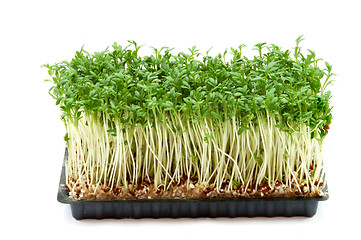 Image showing Fresh cress