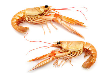 Image showing Shrimps