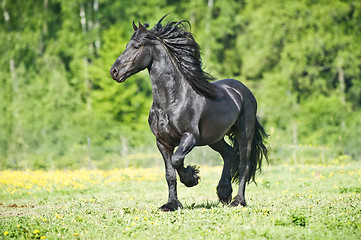 Image showing Black Friesian horse runs gallop in summer time