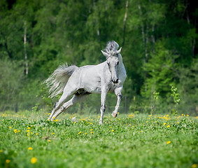 Image showing White horse running on the pasture in summer