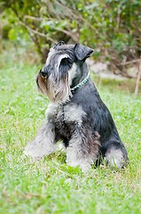 Image showing Miniature schnauzer sitting on stump