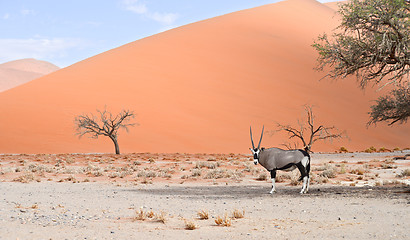 Image showing oryx in Africa